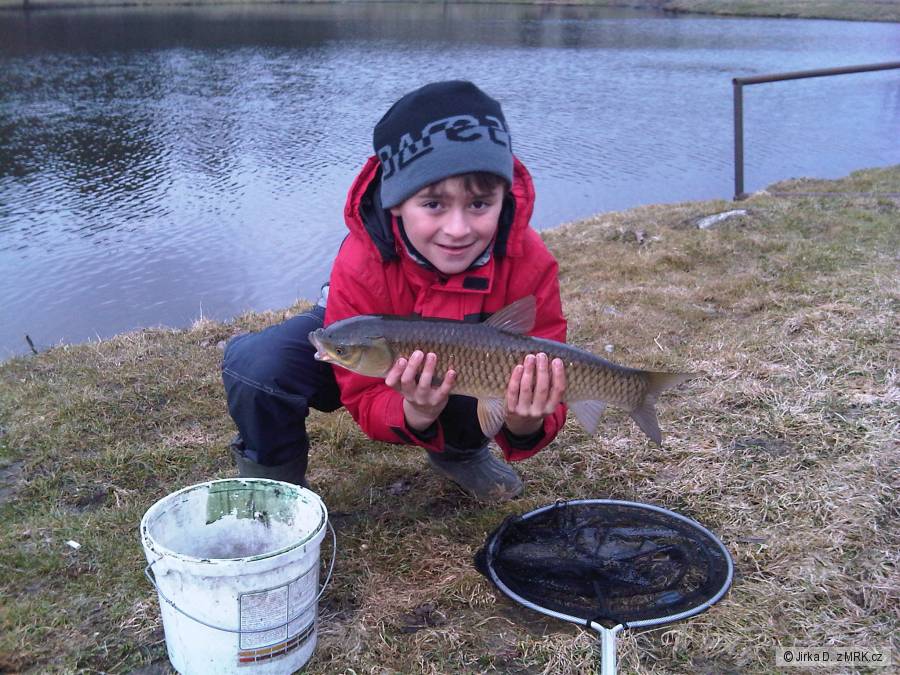 Amur na feeder