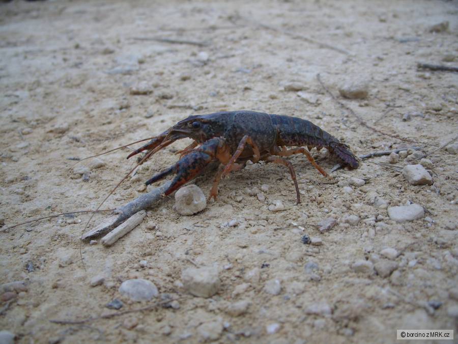 ráček