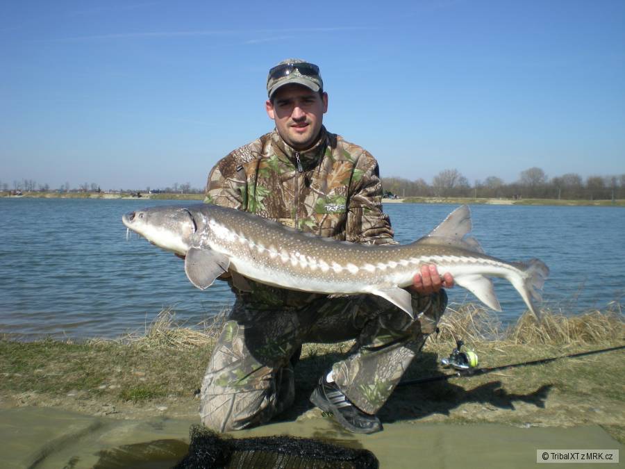 Jelka 2011