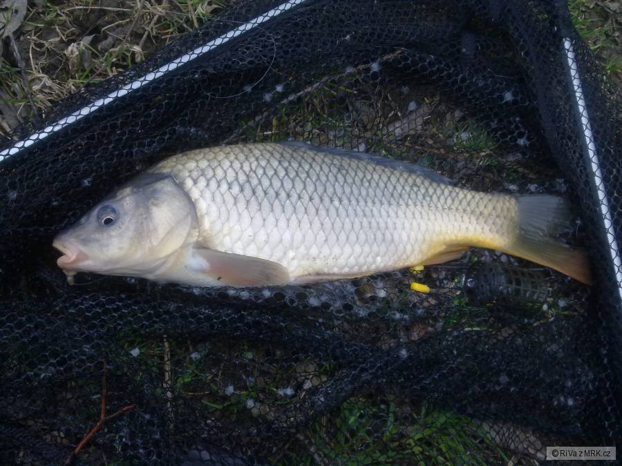 Jarní feeder