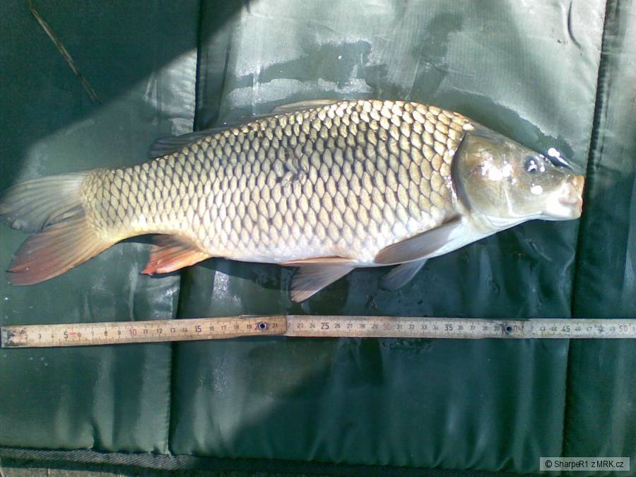 Kapr obecný (45cm)