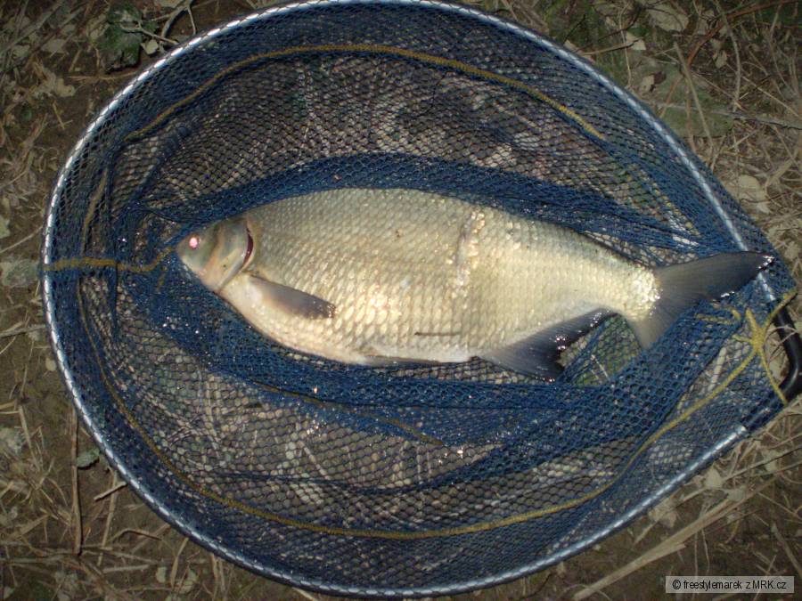 cejnek na červi italie pad 70cm
