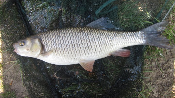 Kamarádův tloušť 41 cm na MikBaits xpress oliheň 18 mm :D