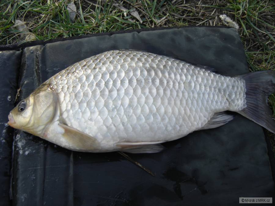 Karas stříbřitý 37 cm