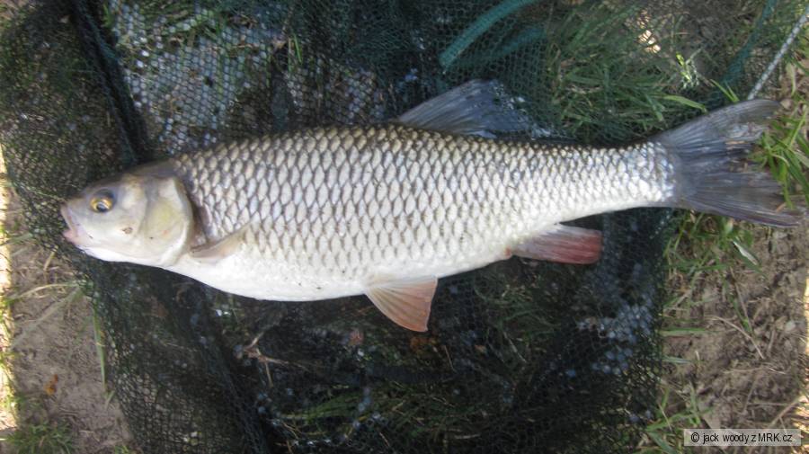 jelčík