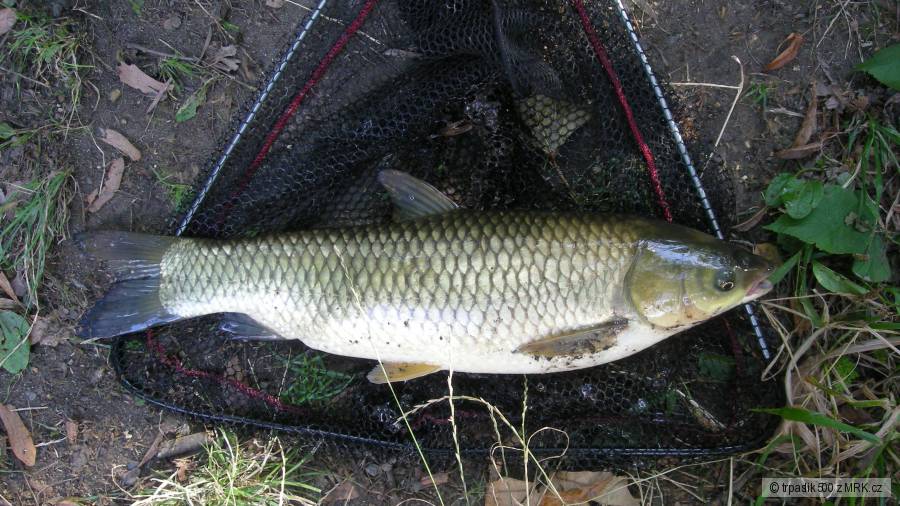 amur cca 55cm