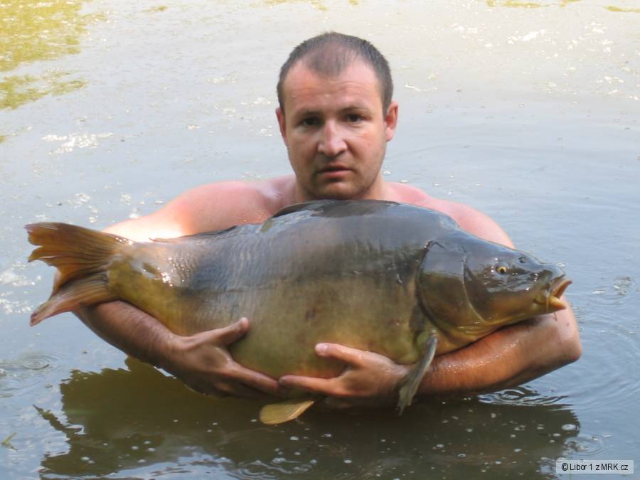 Svratka 1 84cm 16kg