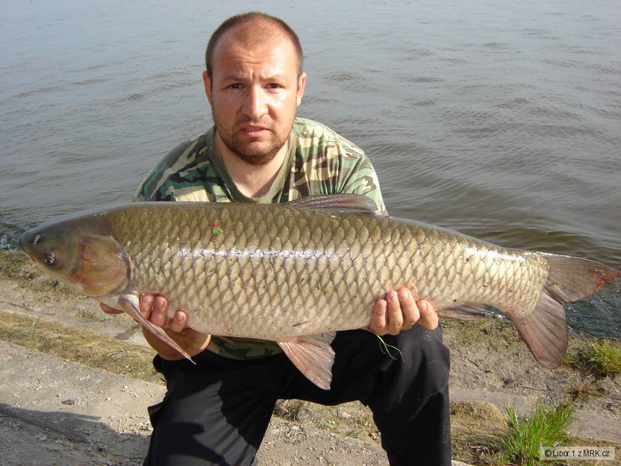 Dyje 5 90cm 10kg amur
