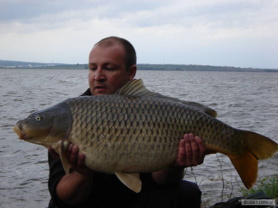 Dyje 5 90cm 14,5kg