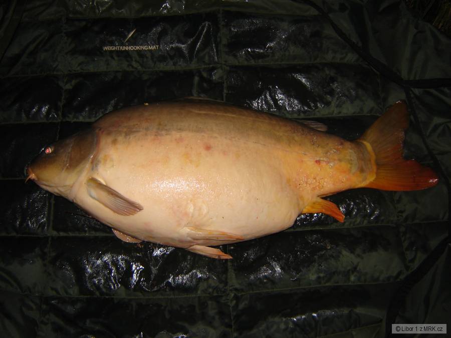Dyje 5 80cm 12,3kg