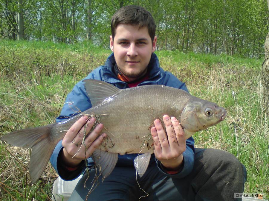Cejn velký 56cm