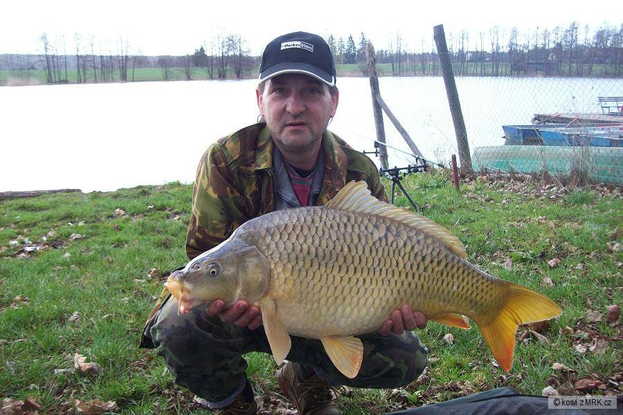 kapr 75 cm 6kg