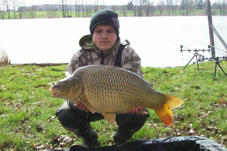 kapr 73,5 cm a 9,20 kg