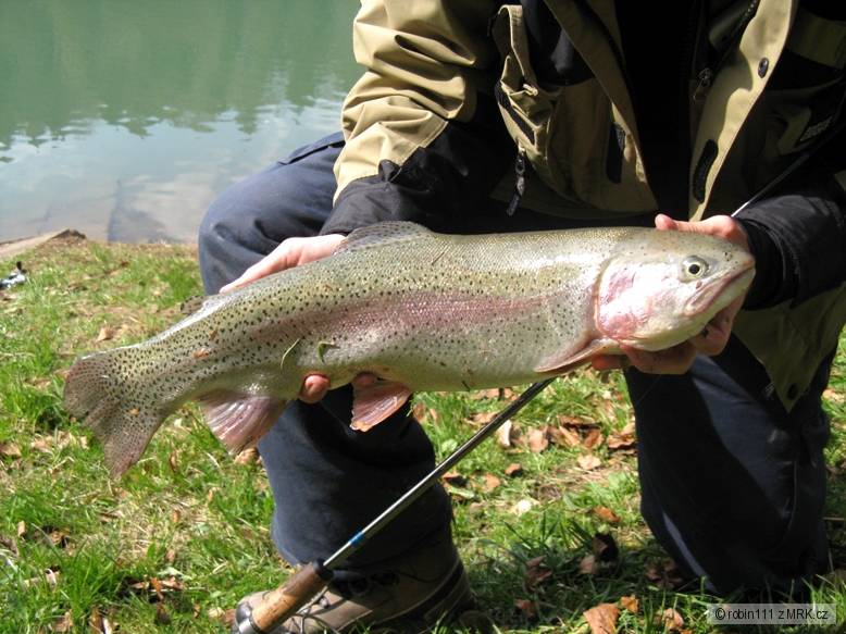 Pstruh Duhový 54 cm