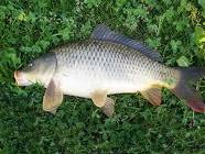 Kapr 57 , 5kg