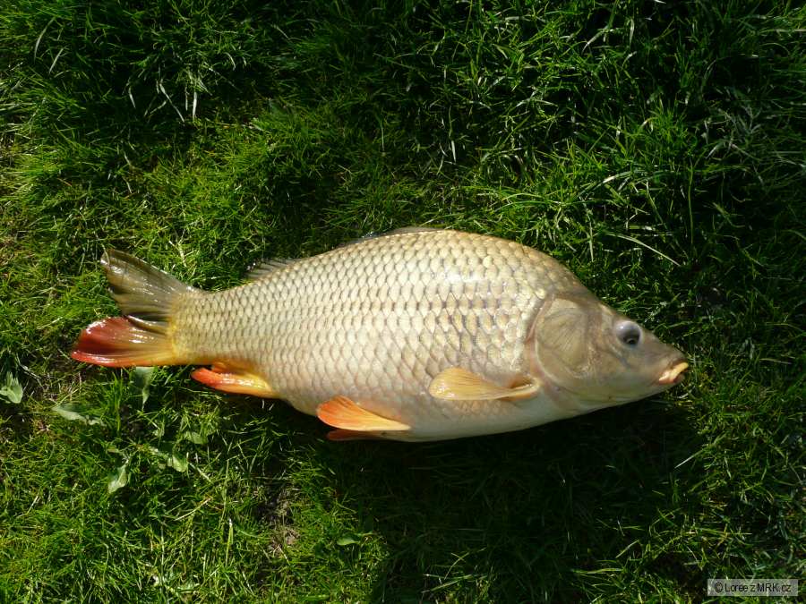 Slušnej 51cm