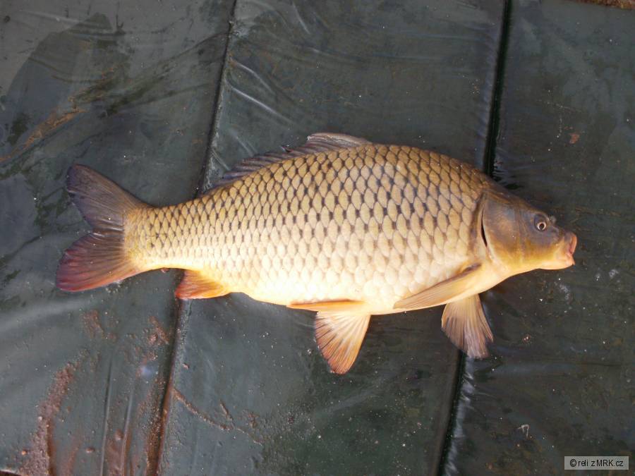 prvni letošní kapřík 55 cm