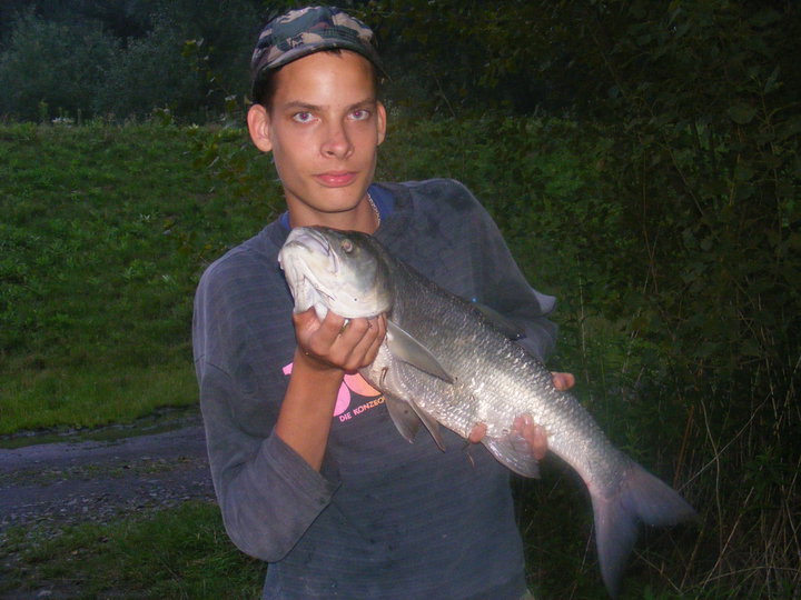 bolen 78cm