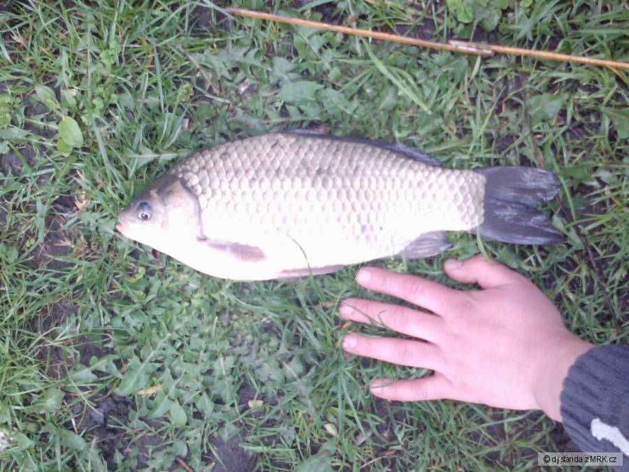 karas 35 cm