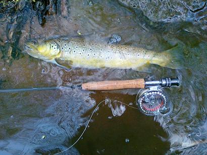 Pstruh obecn� 48cm