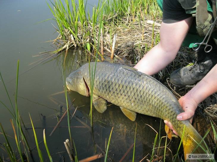 www.liscijezero.cz