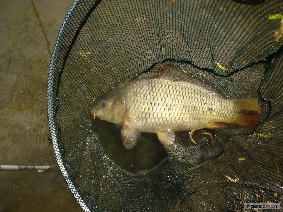 kaprik