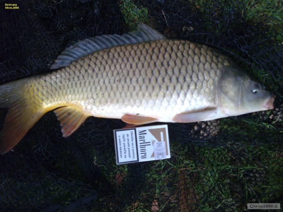 Devičany kapor 50cm