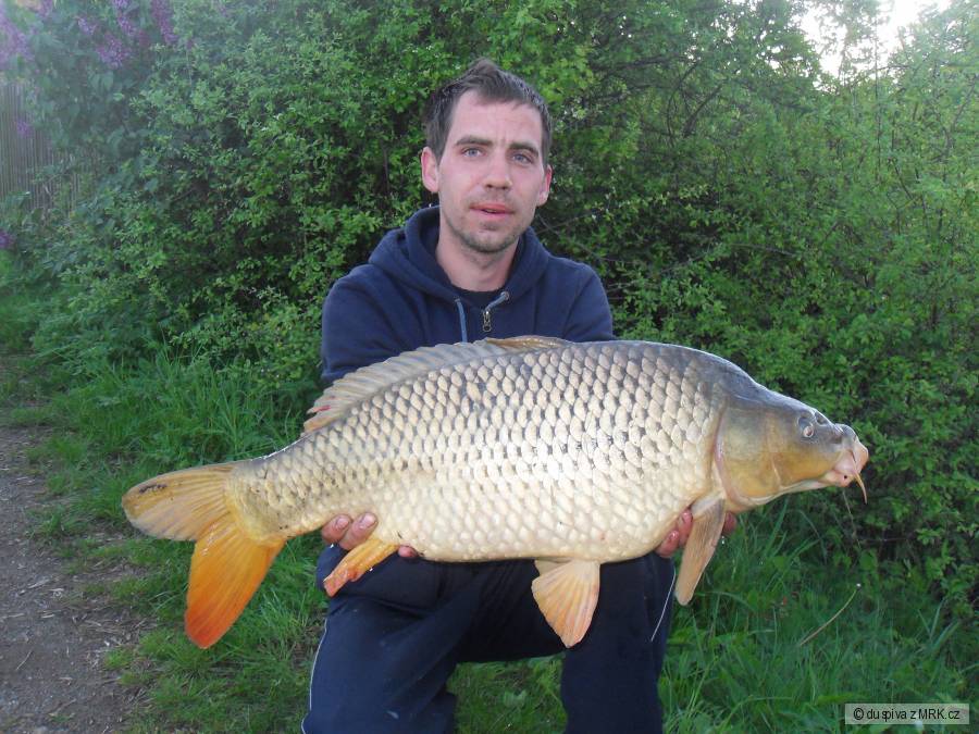 Kapr 79cm-9kg