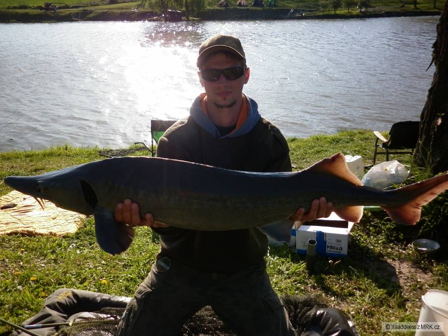 Jeseter 117cm 11kg