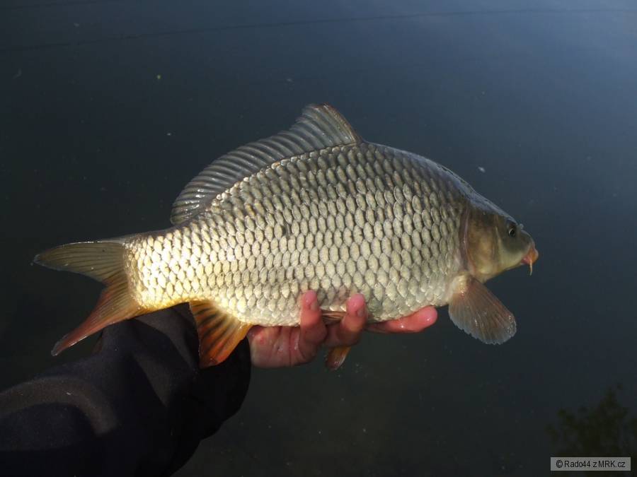 kaprík 40cm