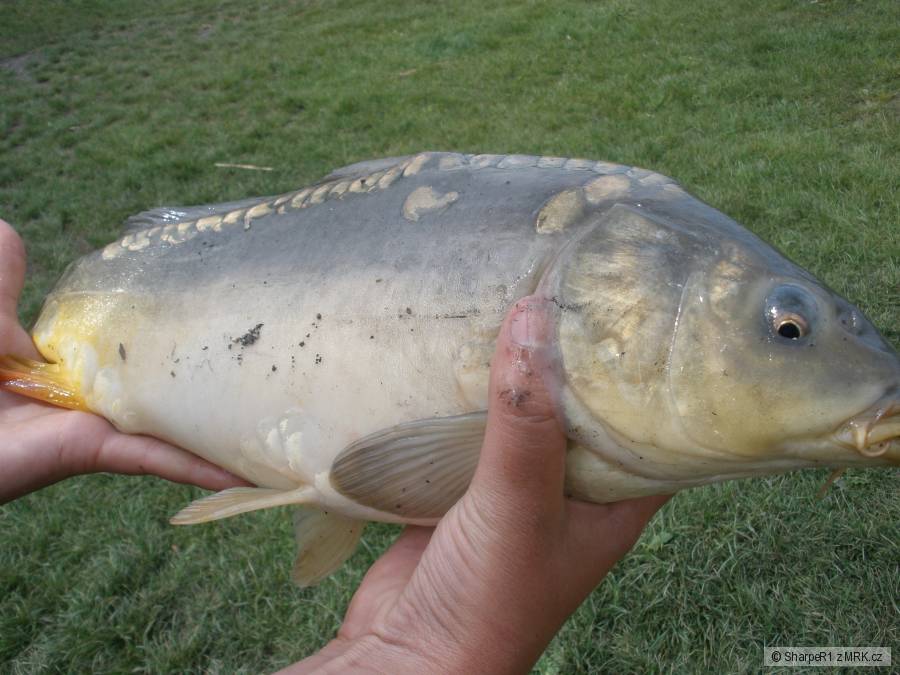 Kapr obecný (48cm)