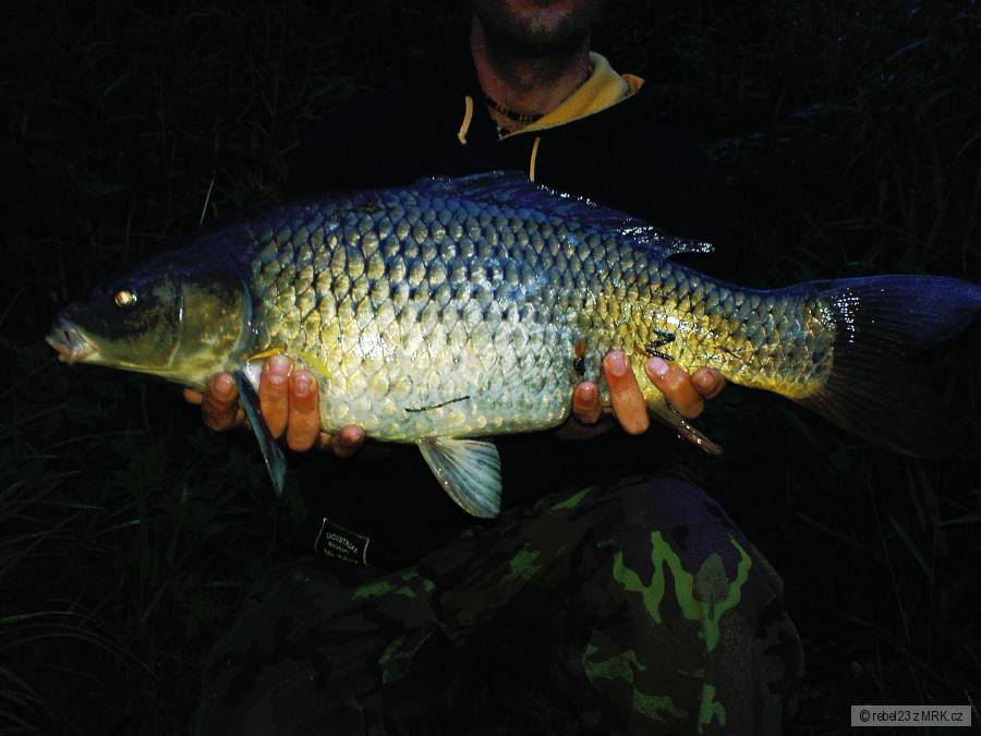 krasavec z Berounky