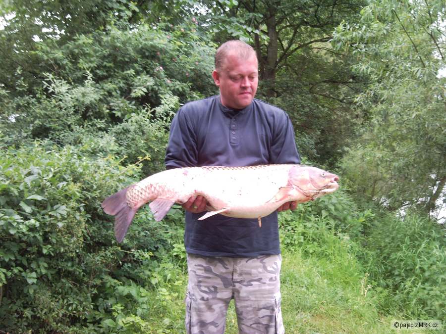 Amur 93 cm