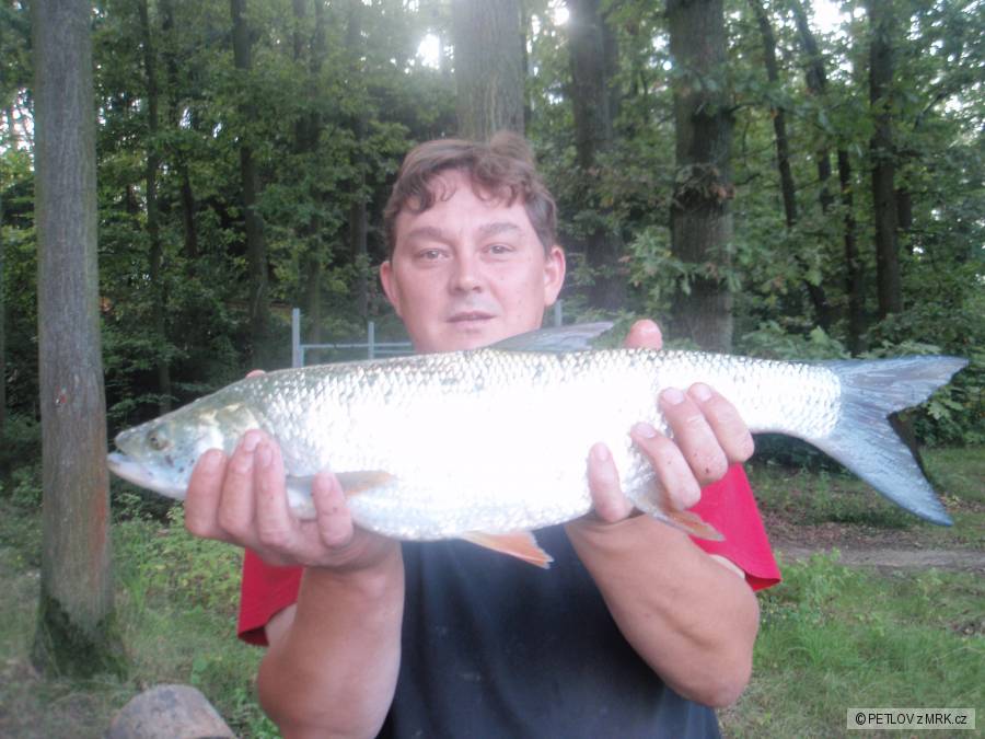 BOLEN 56CM VRANOV