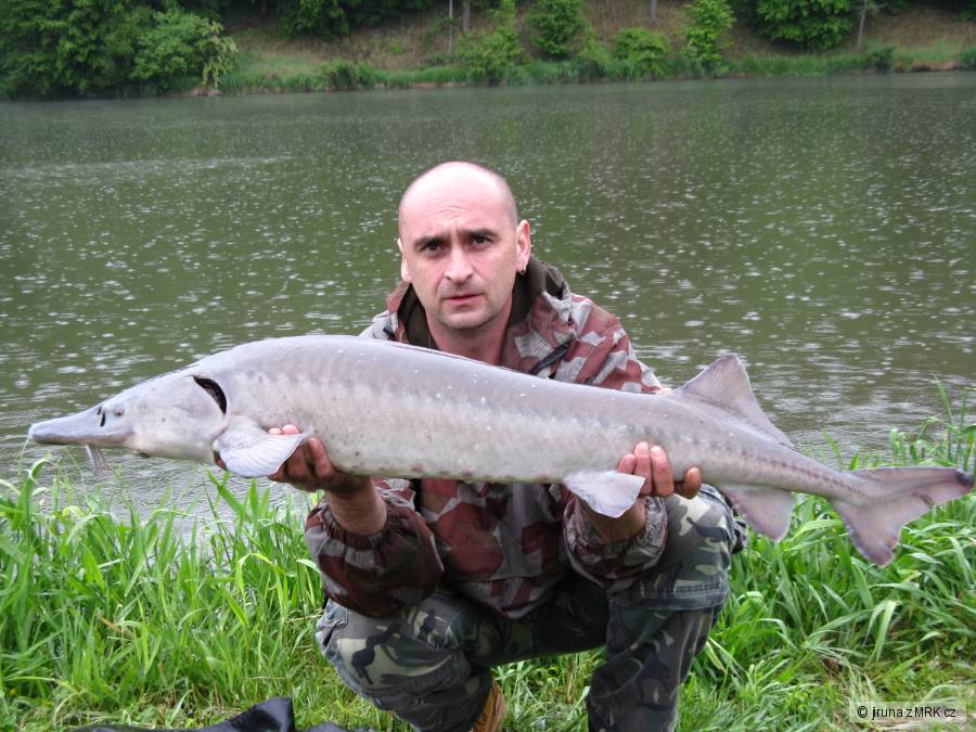 Asuan kveten 2011