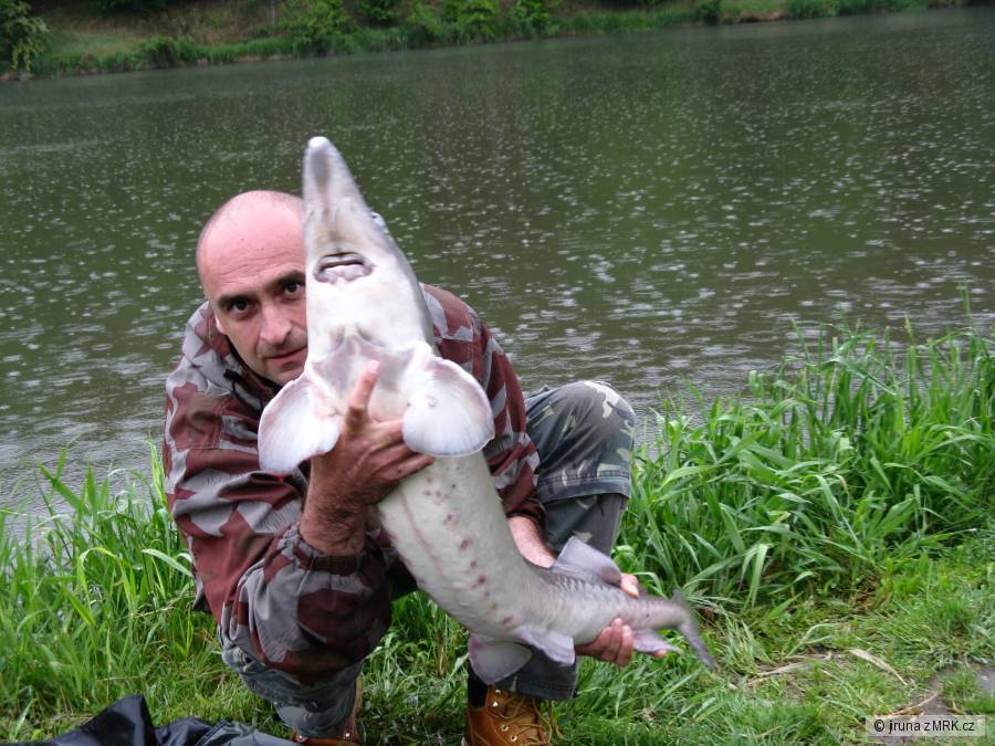 Jeseter 115cm
