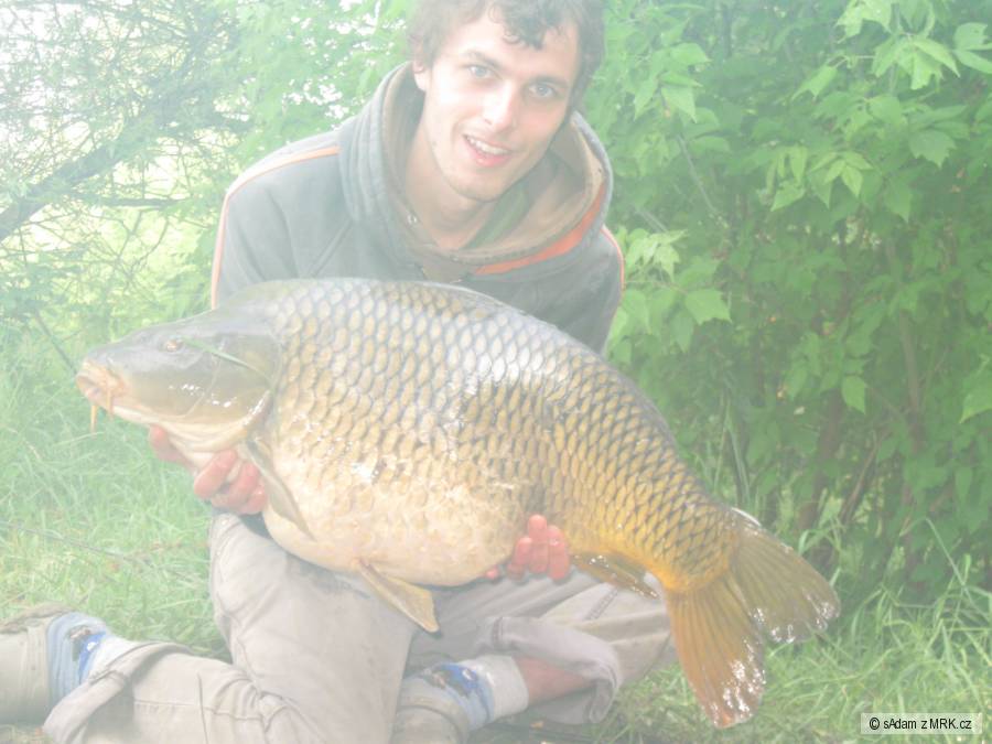 Kapr79 13,5kg
