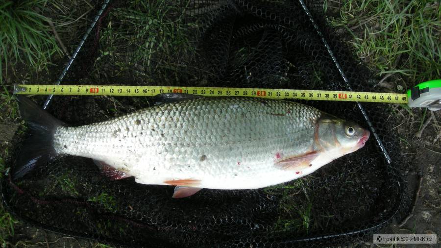 ostroretka 44cm
