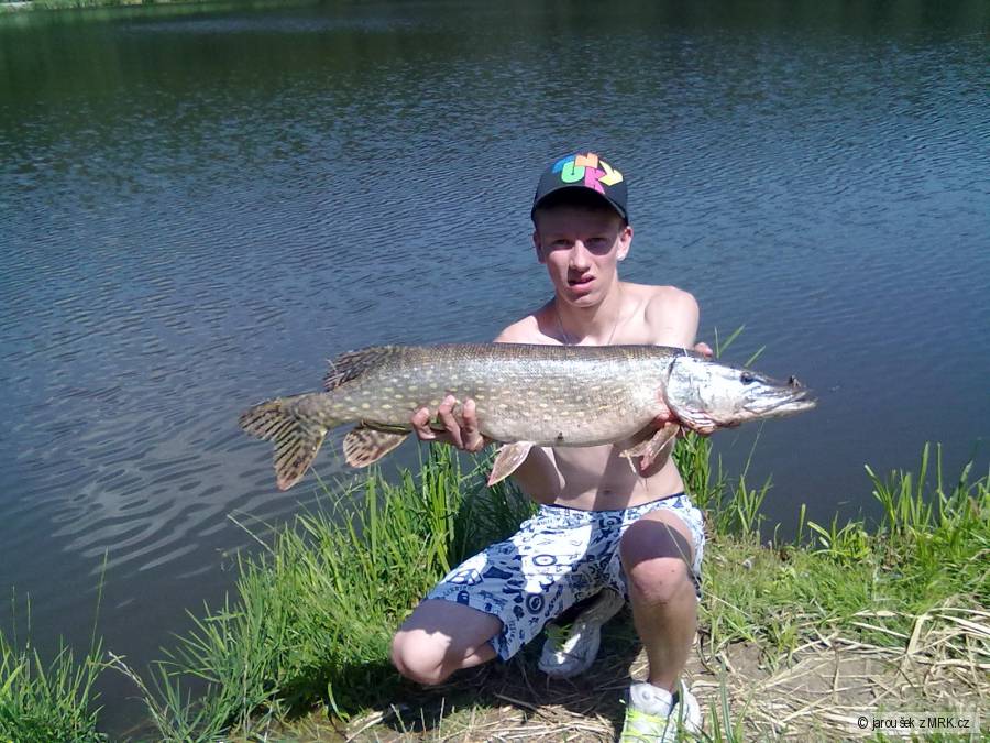 Štika 84cm