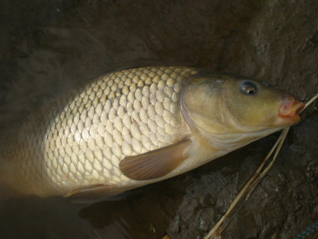 Kapřík