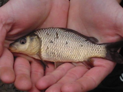 Bigcarp