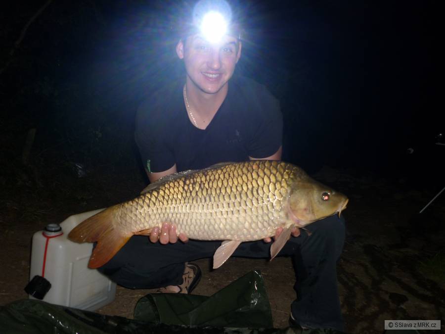 Kapr obecný