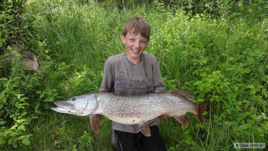 Štika 100cm