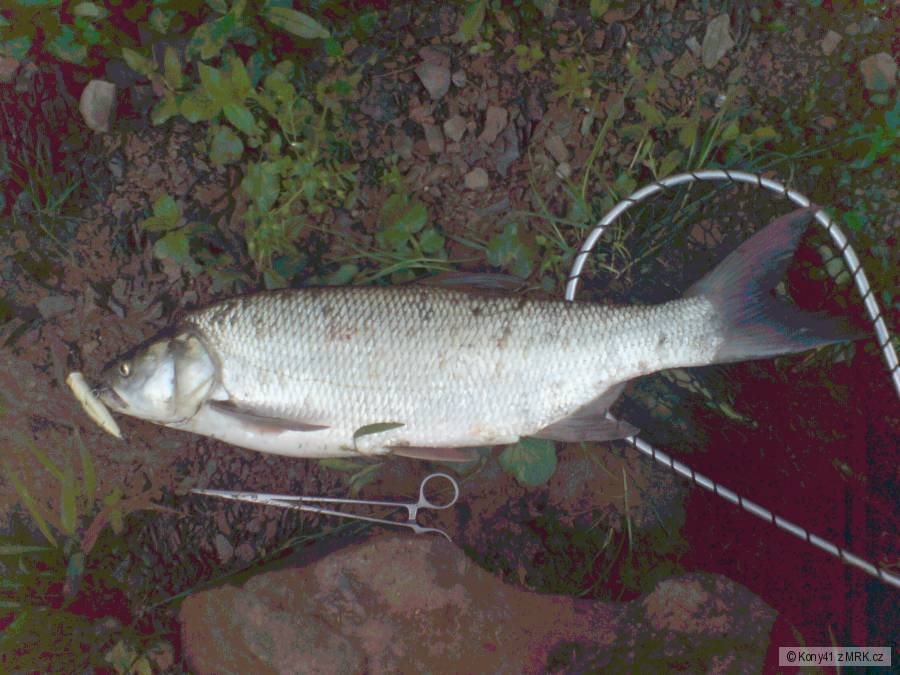 Dnešný 62cm