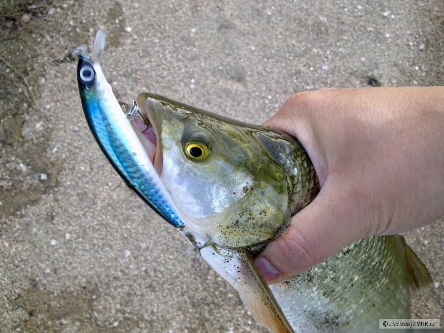 Bolen 45 cm