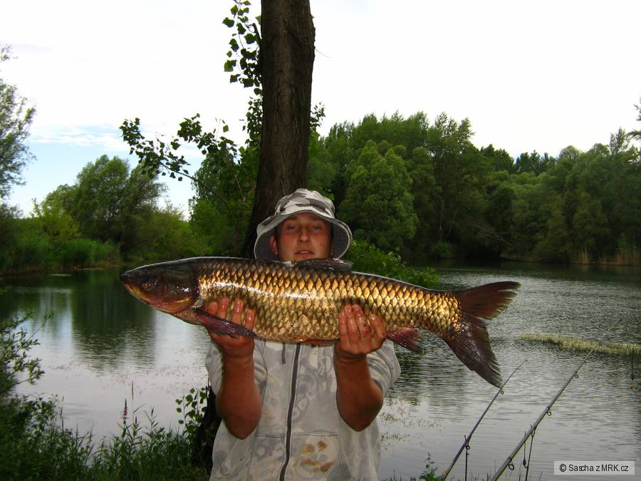 amur 85