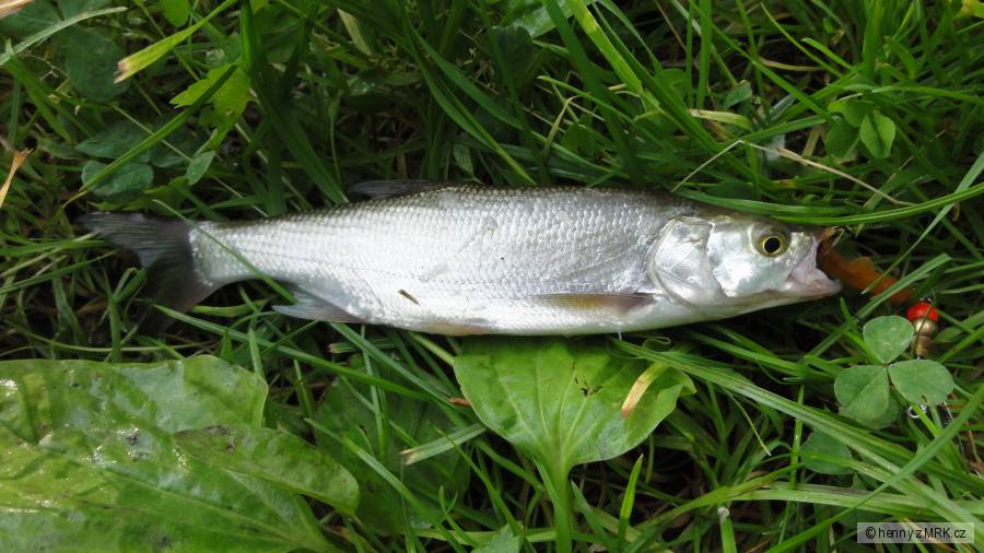 Bolínek na třpytku