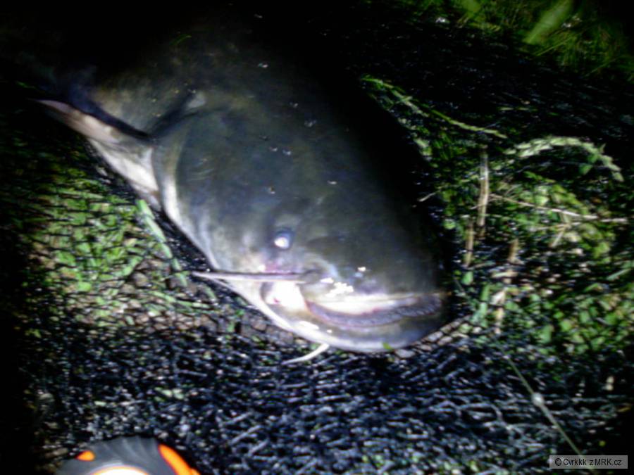 Sumec 106 cm Labe :)