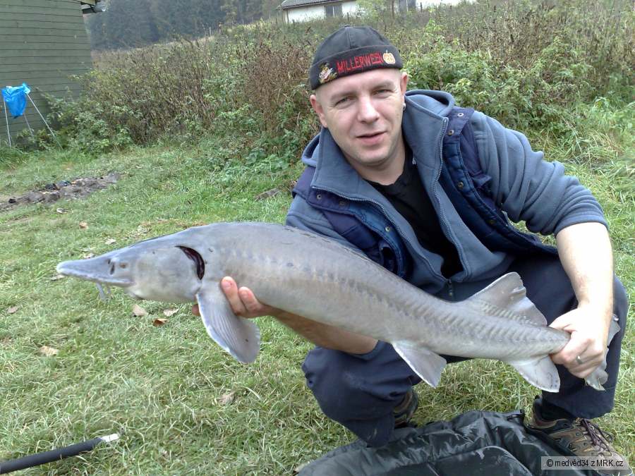 jeseter,110 cm,7 kg