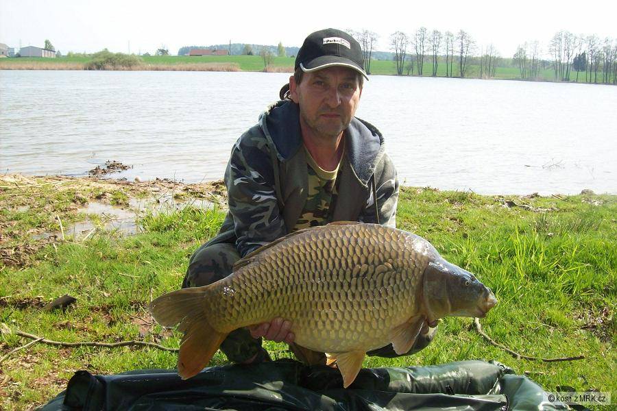 kapr 75 cm a 10,80 kg
